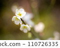 White plum blossoms in full bloom on the winter-dead grounds of Umenomiya Taisha Shrine 110726335