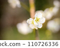White plum blossoms in full bloom on the winter-dead grounds of Umenomiya Taisha Shrine 110726336