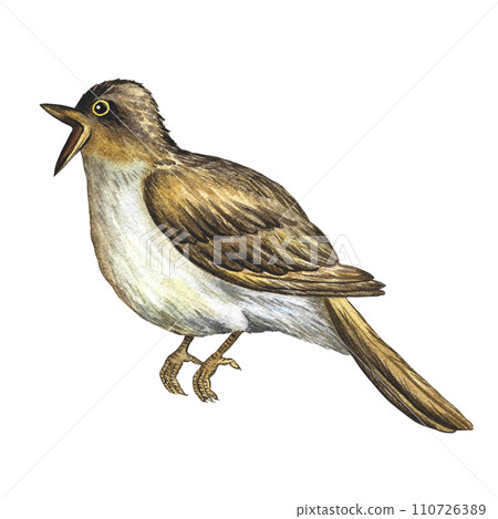 A nightingale, a singing bird. Hand-drawn watercolor illustration. Highlight. For logos, badges, stickers and prints. For postcards, business cards, flyers and posters. 110726389