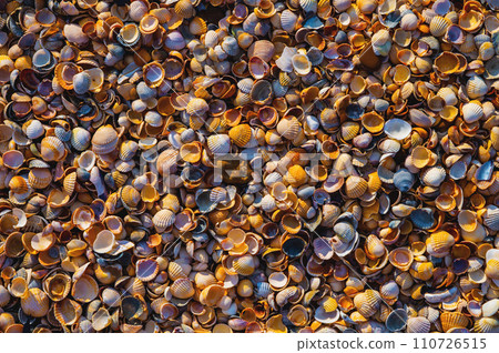 Close-up of seashells lying near the ocean or sea on the shore. Uninhabited houses of sea animals Close-up of seashells lying near the ocean or sea on the shore. Uninhabited houses of sea animals 110726515