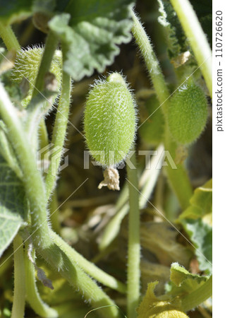 Squirting cucumber Squirting cucumber 110726620