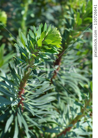 Spurge Black Pearl Spurge Black Pearl 110726641