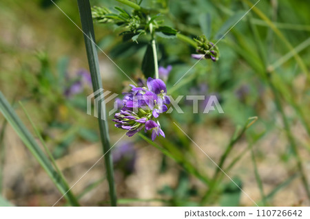 Alfalfa 110726642