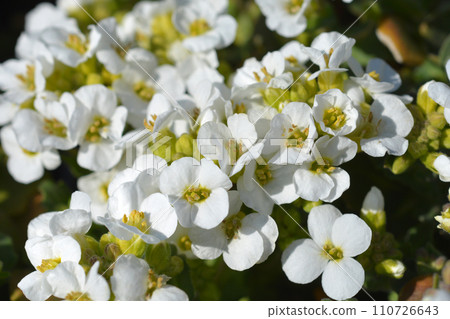 Mountain rock cress Schneehaube 110726643