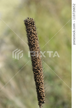 Bulrush millet Bulrush millet 110726652