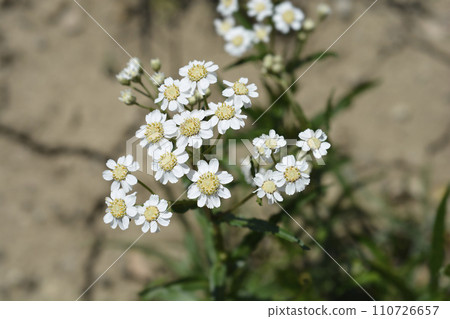 Sneezewort yarrow 110726657