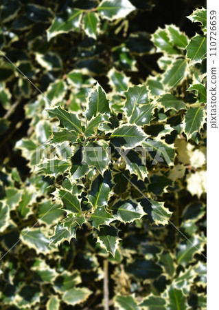 Silver-marginated Holly Silver-marginated Holly 110726659