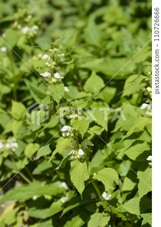 White archangel 110726666