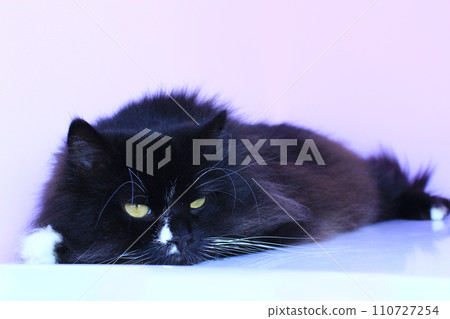 cat lays on the light background cat lays on the light background 110727254