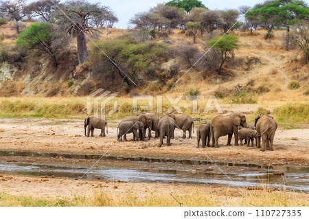 Herd of african elephants at the Tarangire river in Tarangire National Park, Tanzania 110727335