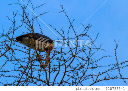 Marabou stork (Leptoptilos crumeniferus) on a tree 110727341