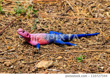 Male mwanza flat-headed rock agama (Agama mwanzae) or the Spider-Man agama on ground in Serengeti National Park, Tanzania Male mwanza flat-headed rock agama (Agama mwanzae) or the Spider-Man agama on ground in Serengeti National Park, Tanzania 110727344