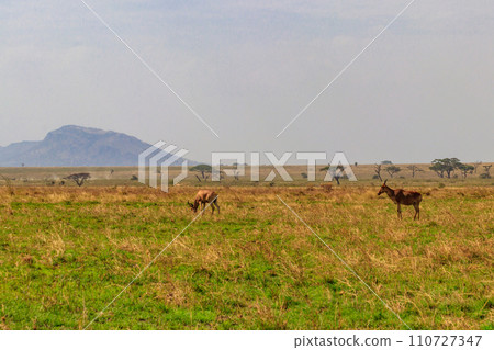 Coke's hartebeest (Alcelaphus buselaphus cokii) or kongoni in Serengeti national park in Tanzania, Africa 110727347