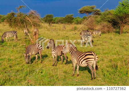 Herd of zebras in savanna in Serengeti national park in Tanzania. Wildlife of Africa 110727362