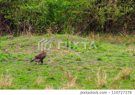 Tawny eagle (Aquila rapax) walking on meadow in Serengeti national park, Tanzania Tawny eagle (Aquila rapax) walking on meadow in Serengeti national park, Tanzania 110727376