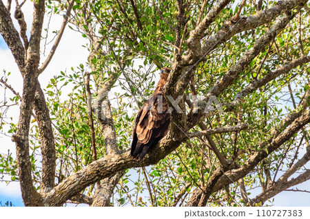 Tawny eagle (Aquila rapax) on a tree in Serengeti national park, Tanzania Tawny eagle (Aquila rapax) on a tree in Serengeti national park, Tanzania 110727383