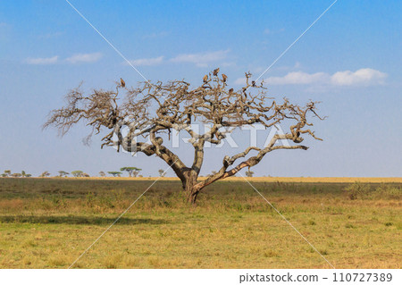 Tree with perched hooded vulture (Necrosyrtes monachus) in Serengeti national park in Tanzania, Africa Tree with perched hooded vulture (Necrosyrtes monachus) in Serengeti national park in Tanzania, Africa 110727389