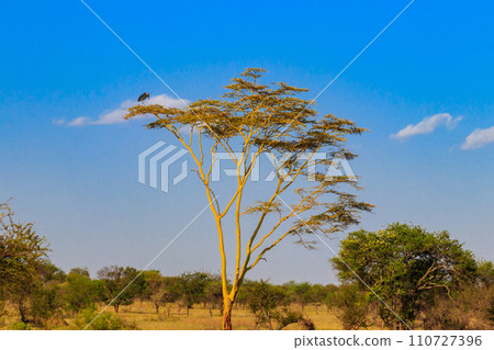 Marabou stork (Leptoptilos crumeniferus) on a tree in Serengeti National Park, Tanzania Marabou stork (Leptoptilos crumeniferus) on a tree in Serengeti National Park, Tanzania 110727396