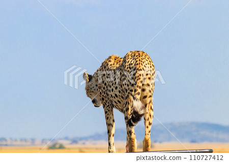 Portrait of a cheetah (Acinonyx jubatus) Portrait of a cheetah (Acinonyx jubatus) 110727412