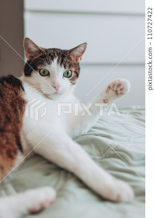 White with gray cat lies in bed at home, house comfort concept, indoor. Cope space. Adopt pets banner White with gray cat lies in bed at home, house comfort concept, indoor. Cope space. Adopt pets banner 110727422