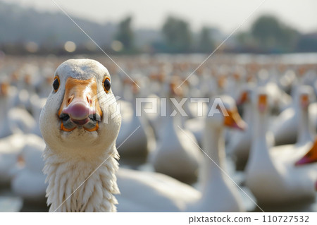 Feathered Protest: Geese Oppose Foie Gras Cruelty 110727532