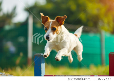 Canine Athletics: Sideways Leap Over Small Hurdle 110727552