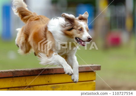 Pooch Training: Side Angle of Obstacle Jump 110727554