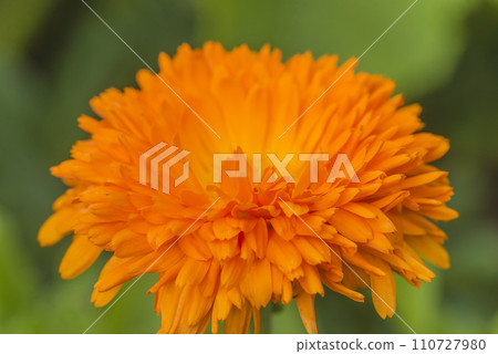 Close up for one orange flower, marigold on a green natural background Close up for one orange flower, marigold on a green natural background 110727980