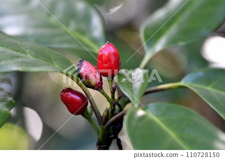 Fruit of aoki Fruit of aoki 110728150