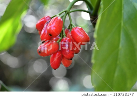 Fruit of aoki 110728177