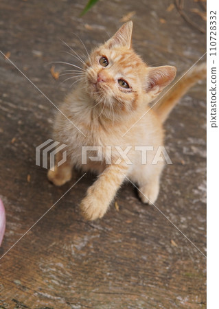 可愛的小貓第一次和貓咪一起玩 110728332