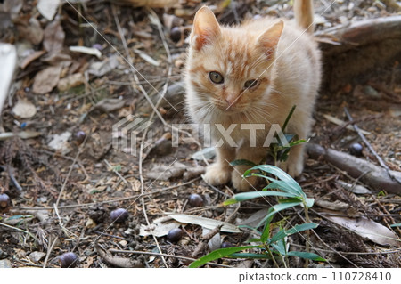Cute kitten playing with cat for the first time Cute kitten playing with cat for the first time 110728410