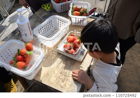Strawberry picking and weighing 110728492