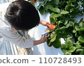 用剪刀採草莓 110728493