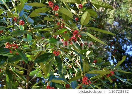 Fruit of Tara yow Fruit of Tara yow 110728582