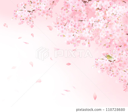 日本鶯和美麗的淺粉紅色櫻花花朵和花瓣春天水彩白色背框背景資料插圖 110728680