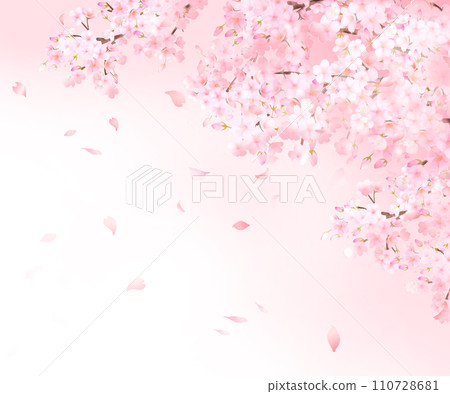 Beautiful light pink cherry blossom flowers and petals spring watercolor white back frame background material illustration 110728681