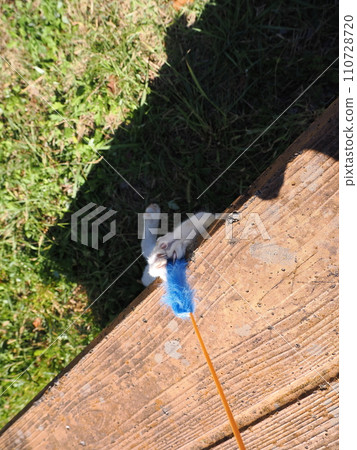 A cat writhes when playing with cat toys A cat writhes when playing with cat toys 110728720