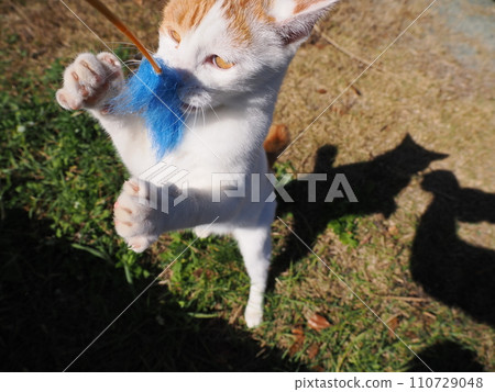 Kitten playing with a cat toy Kitten playing with a cat toy 110729048