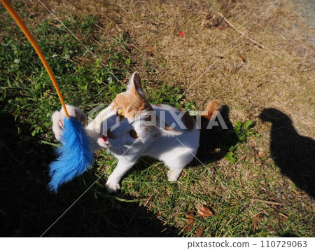 Kitten playing with a cat toy 110729063