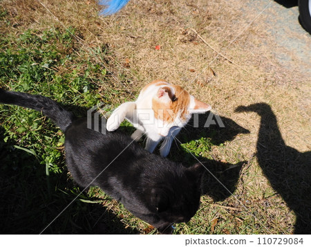 Kitten playing with a cat toy Kitten playing with a cat toy 110729084