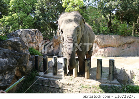 在北九州市糸津森林公園體驗餵養錫蘭象 110729275