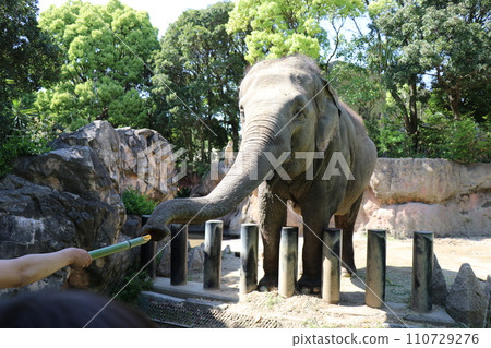在北九州市糸津森林公園體驗餵養錫蘭象 110729276