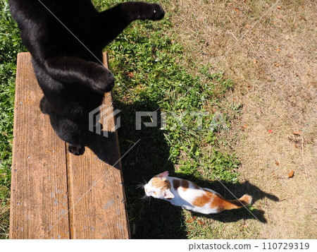 可愛的貓要被寵著 可愛的貓要被寵著 110729319