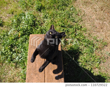 可愛的貓要被寵著 110729322