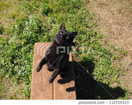 可愛的貓要被寵著 110729323