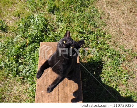 cute cat to be pampered cute cat to be pampered 110729326