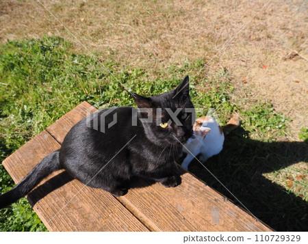 cute cat to be pampered 110729329