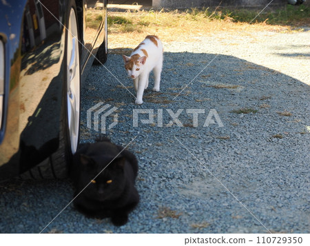 可愛的貓要被寵著 110729350