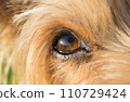 dog's eye macro detail Yorkshire Terrier 110729424